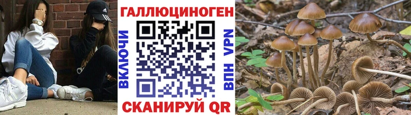 kraken ССЫЛКА  Можайск  Псилоцибиновые грибы Psilocybine cubensis 