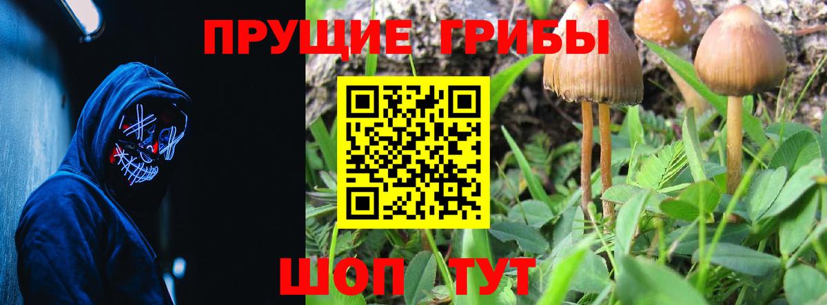 где найти   Галлюциногенные грибы Magic Shrooms  Вход с VPN  Можайск  Псилоцибиновые грибы MAGIC MUSHROOMS 